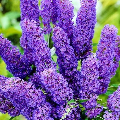 Купить саженцы буддлеи "Sky Blue" (Скай Блу)