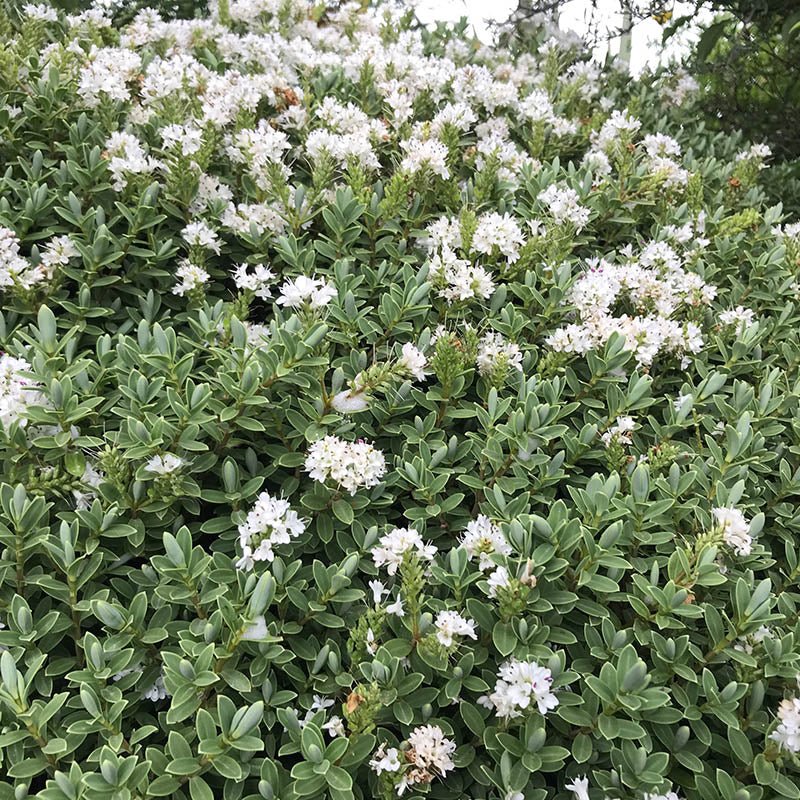 Купить саженцы хебе "Topiaria" (Топиария)