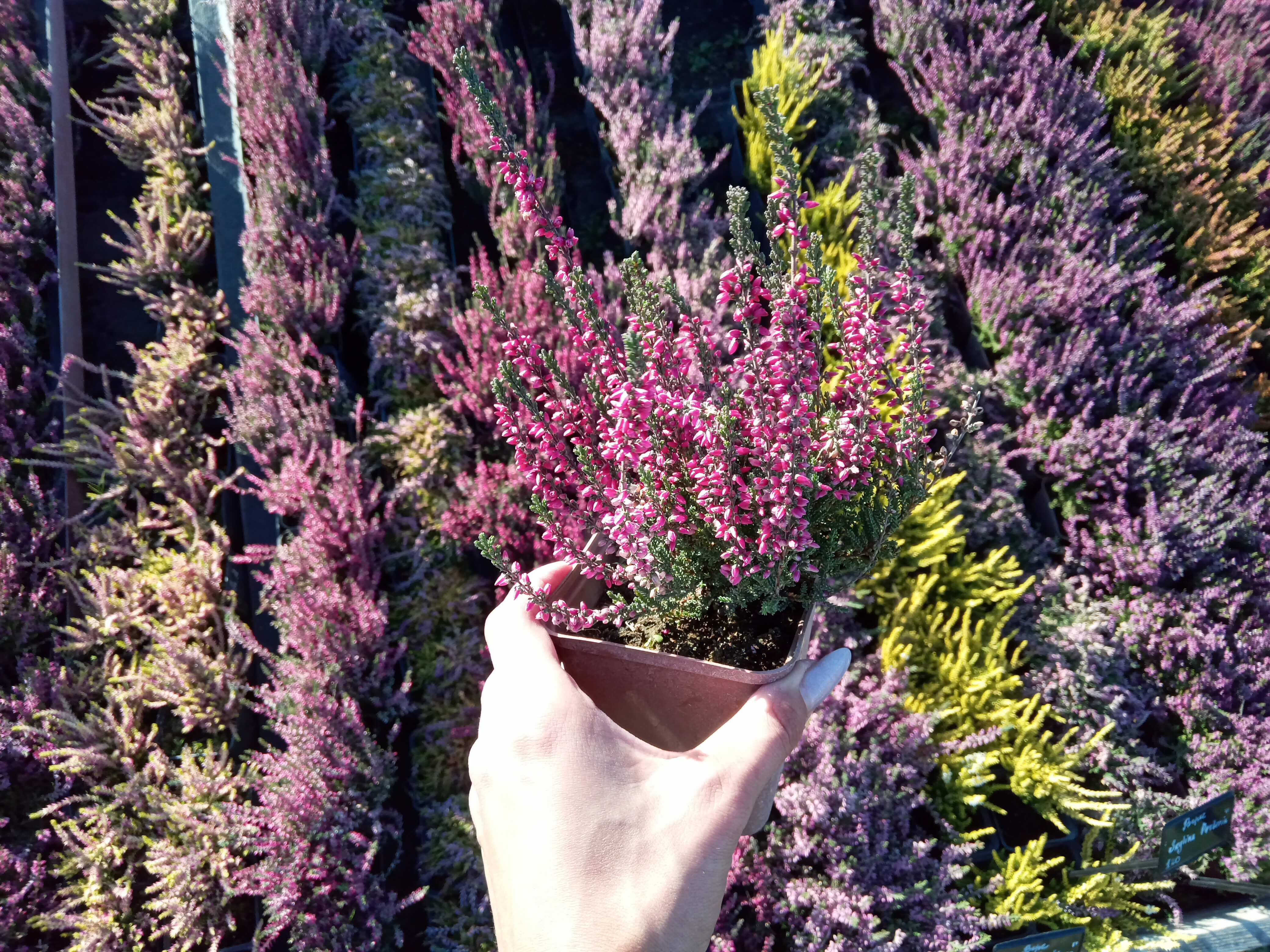 Купить саженцы вереса "Pink Betina" (Пинк Беттина)