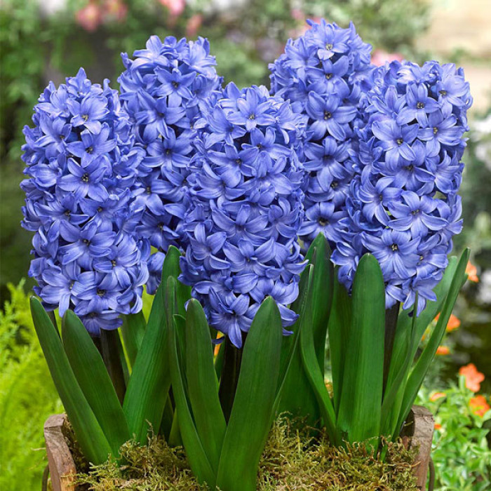 Купить луковицы гиацинта  "Delft Blue" (Дельфт Блу)