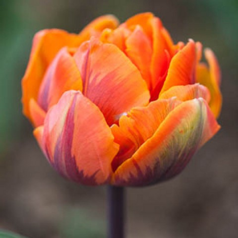 Купить луковицы тюльпана "Orange Princess" (Оранж Принцесс)