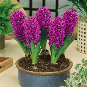 Купить луковицы гиацинта "Purple Sensation" (Перпл Сенсейшн)