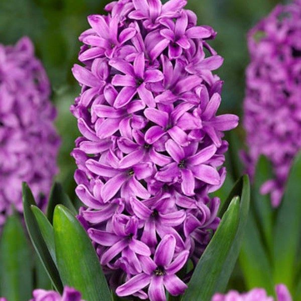 Купить луковицы гиацинта "Purple Star" (Перпл Стар)