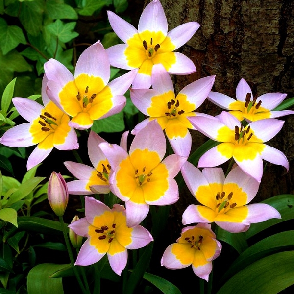 Купити цибулини тюльпану  "Saxatilis" (Саксатіліс)