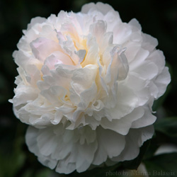 Пион травянистый Bridal Grace (Брайдл Грейс)