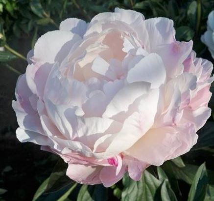 Пион травянистый Gardenia (Гардения)