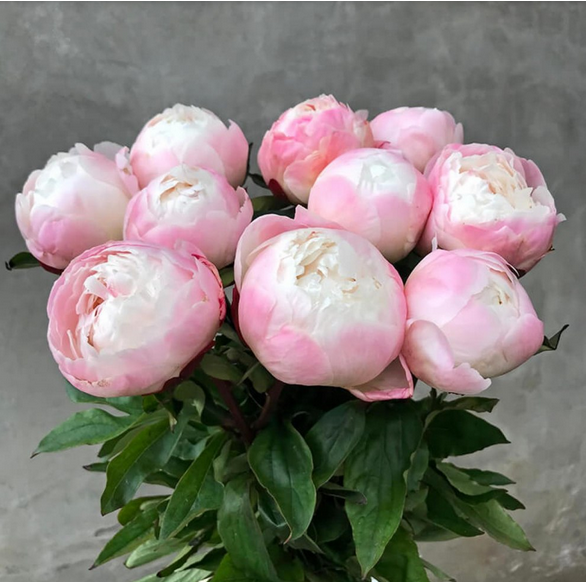 Пион травянистый Gardenia (Гардения)