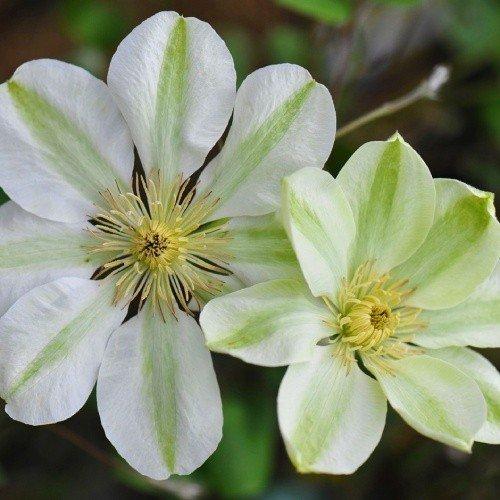 Купить Клематис "Guernsey Cream" (Гуэрнси Крим) 