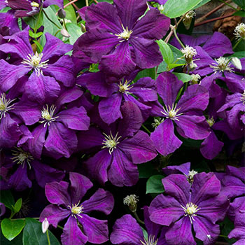 Купить Клематис "Etoile Violette" (Этуаль Вайлетт)