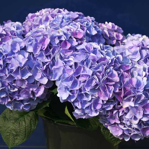 Купити саджанці гортензії крупнолистої "Opal Pink/Blue"  (Опал Пінк/Блю)