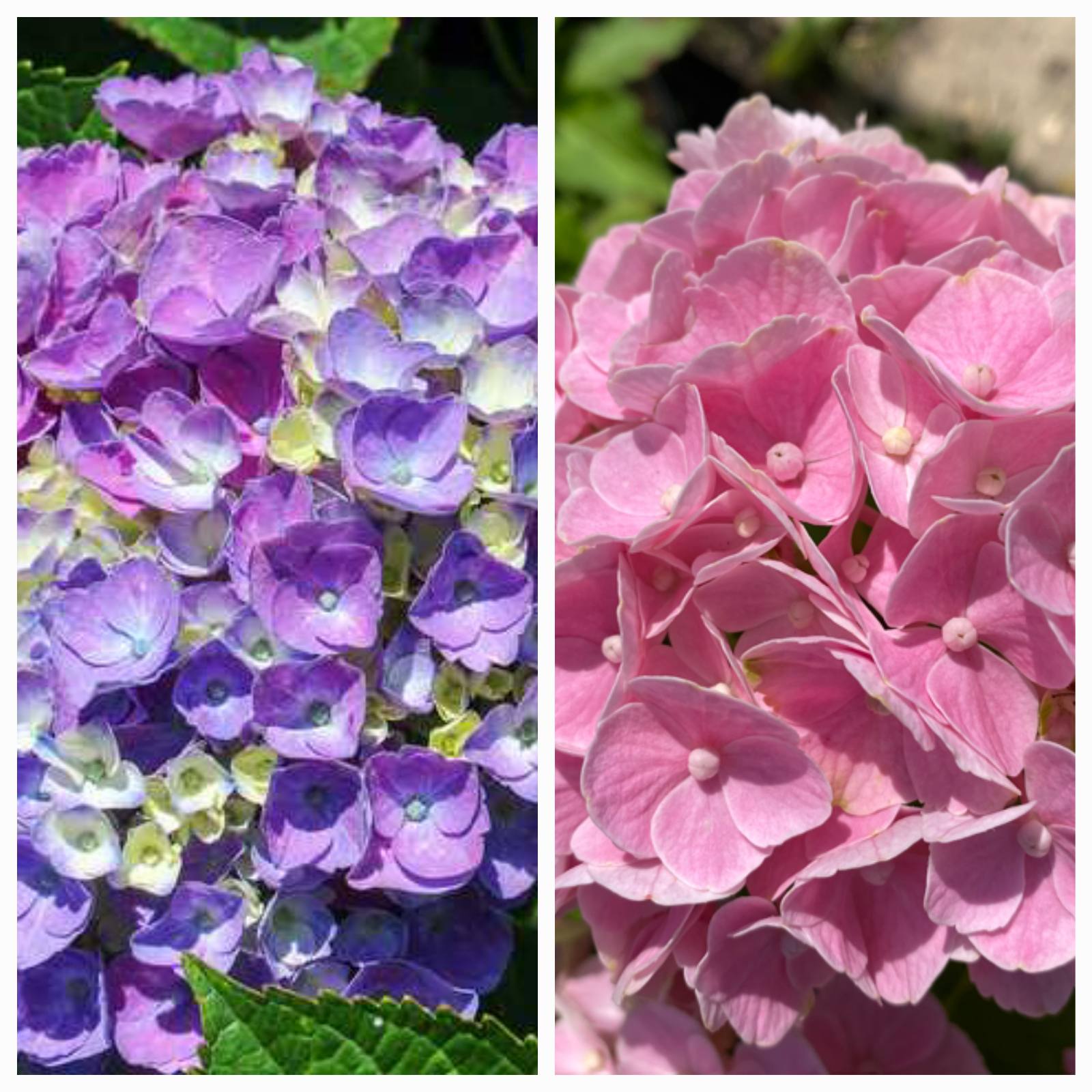 Купить саженцы гортензии крупнолистной "Opal Pink/Blue" (Опал Пинк/Блю)