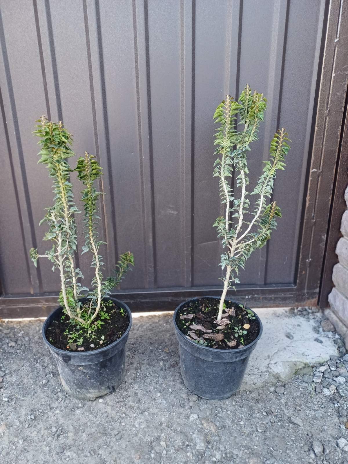 Купити саджанці плюща вертикального "Хедера Еректа" (Hedera Erecta)