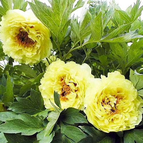 Пион древовидный Yellow Crown Huang Guan (Елов Краун Хуан Гуань)
