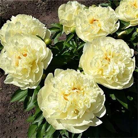 Пион травянистый Sunny Girl (Санни Герл)