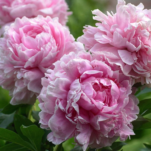 Купить Пион травянистый Sarah Bernhardt (Сара Бернар)
