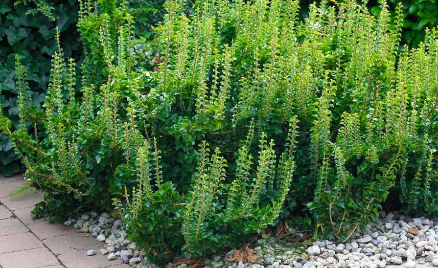 Купити саджанці плюща вертикального "Хедера Еректа" (Hedera Erecta)