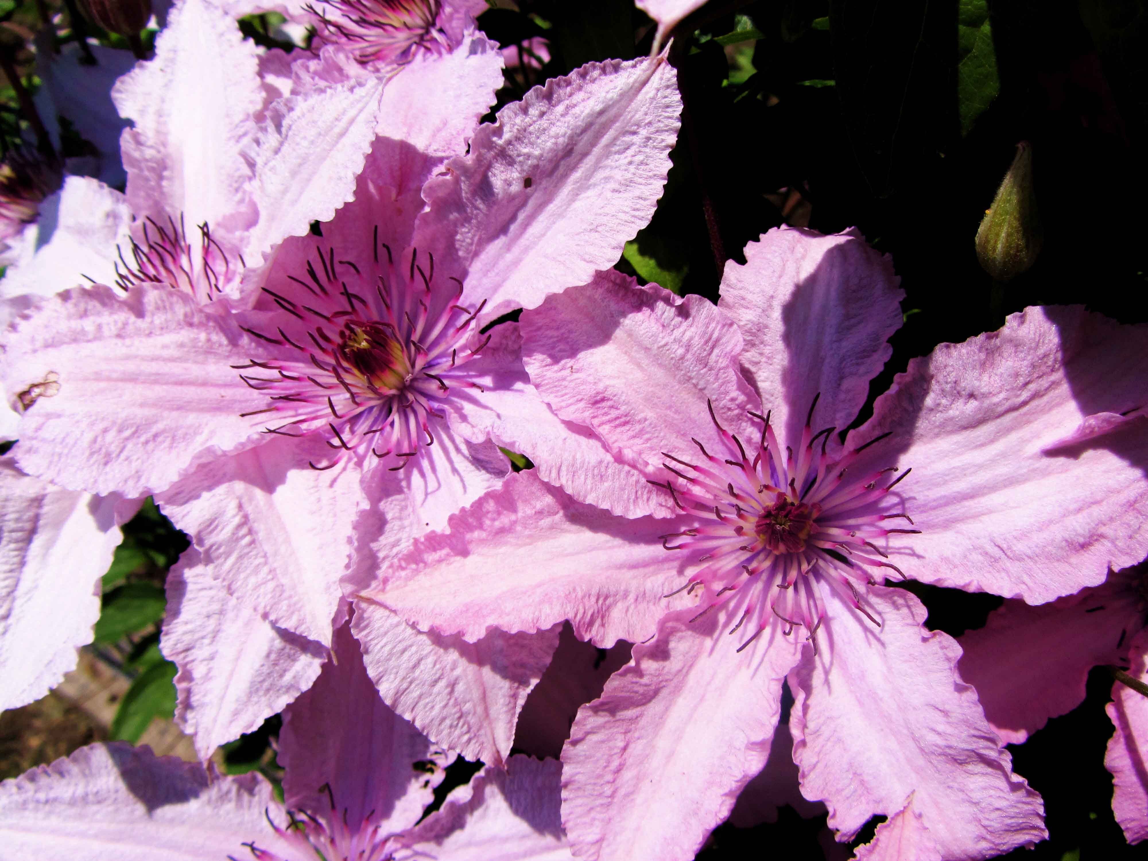 Купить Клематис "Hagley Hybrid" (Хегли Гибрид)