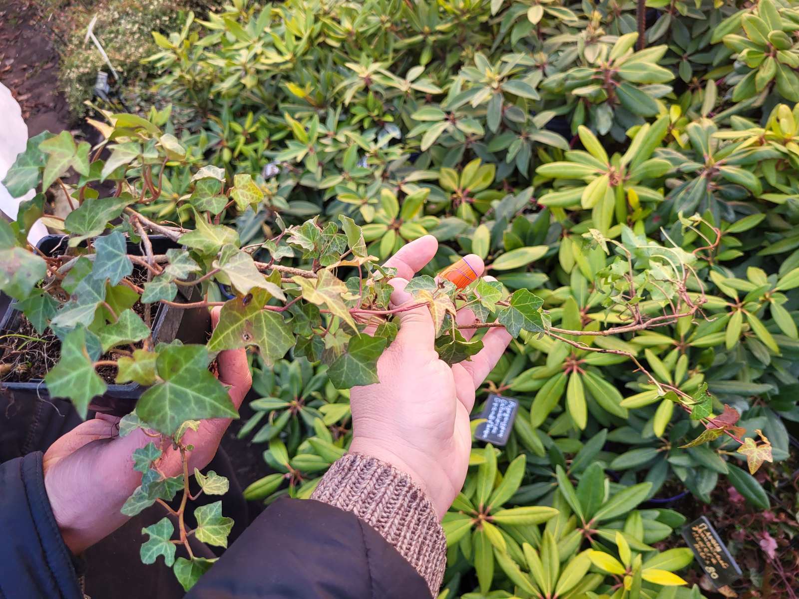 Купить саженцы плюща обыкновенного "Hedera Helix"