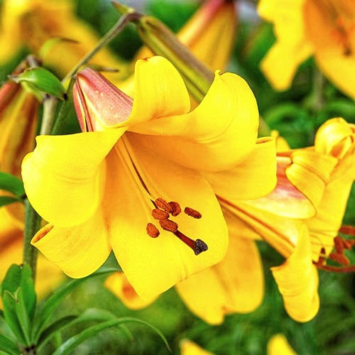 Купить лилию Golden Splendor