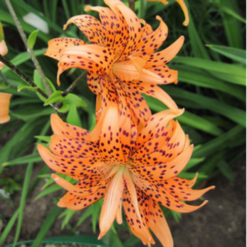 Купить лилию Flore Pleno