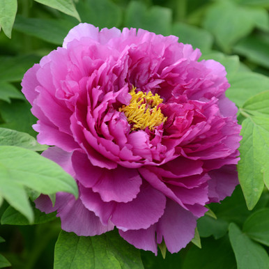 Купить саженцы древовидного пиона "Limpid Dews on Two-horned Flower Ling Hua Zhan Lu" (Лимпид Дювс вон Ту-хорнед Фловер Лин Хуа Чжань Лу)