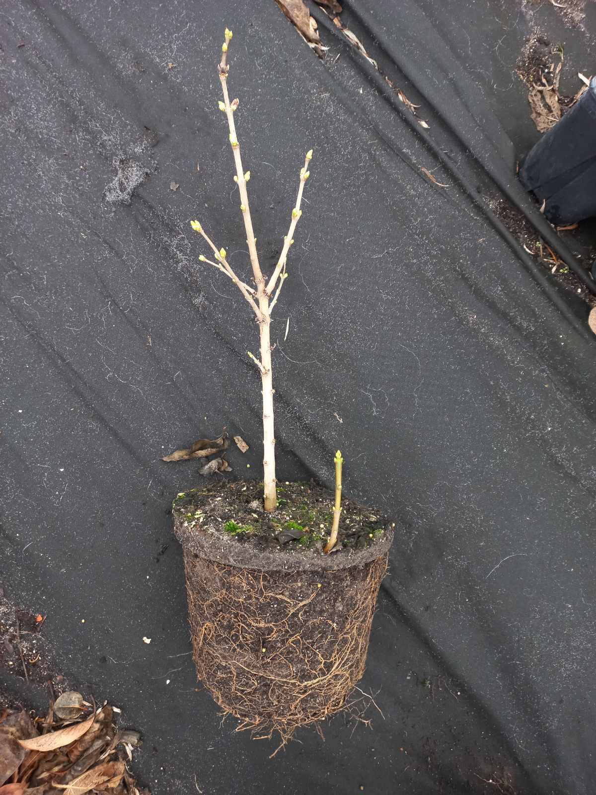  Купити саджанці бузку "Primrose" (Прімроуз)