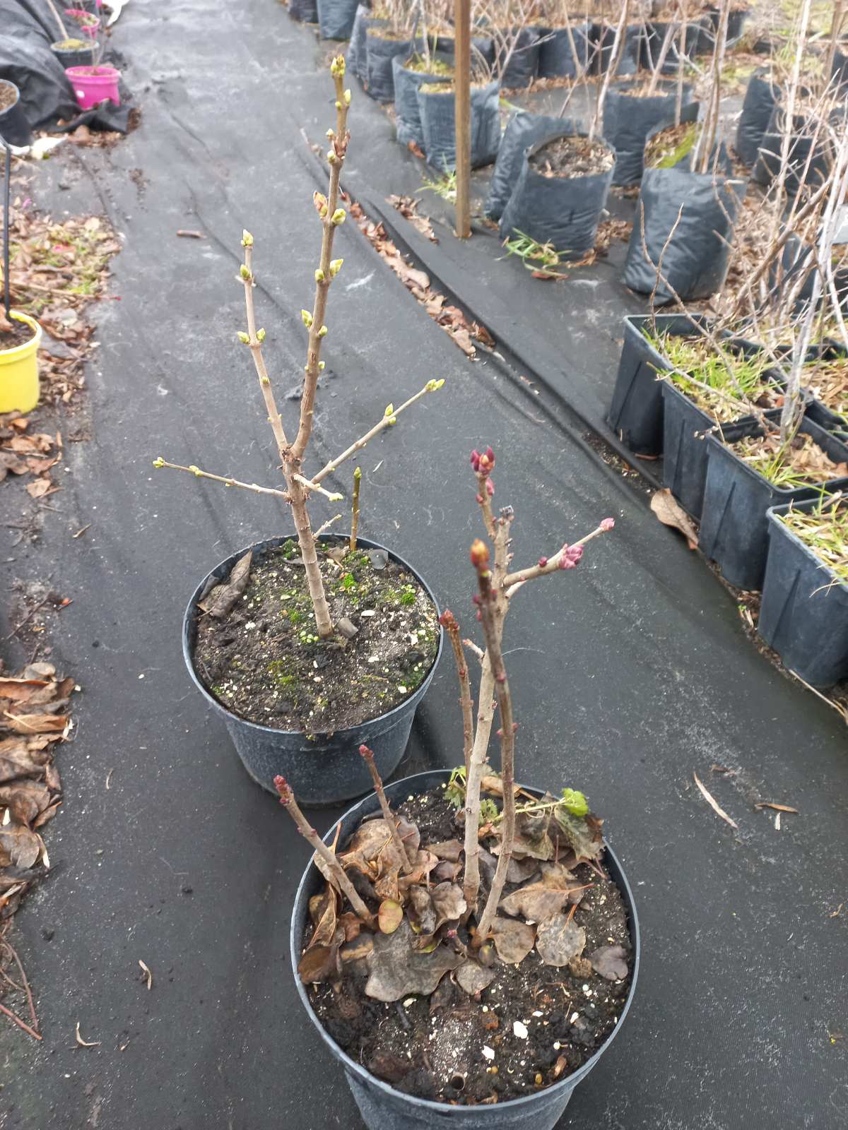  Купити саджанці бузку "Primrose" (Прімроуз)