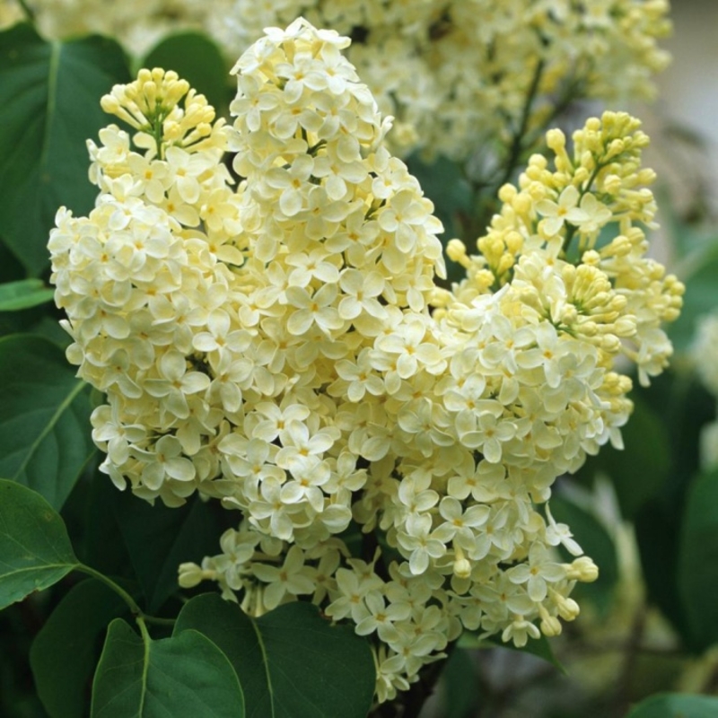  Купити саджанці бузку "Primrose" (Прімроуз)