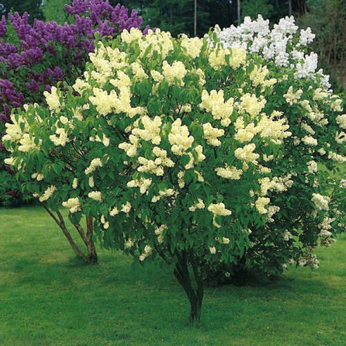  Купити саджанці бузку "Primrose" (Прімроуз)