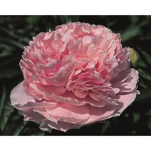 Пион травянистый Pink Parfait (Пинк Парфе)