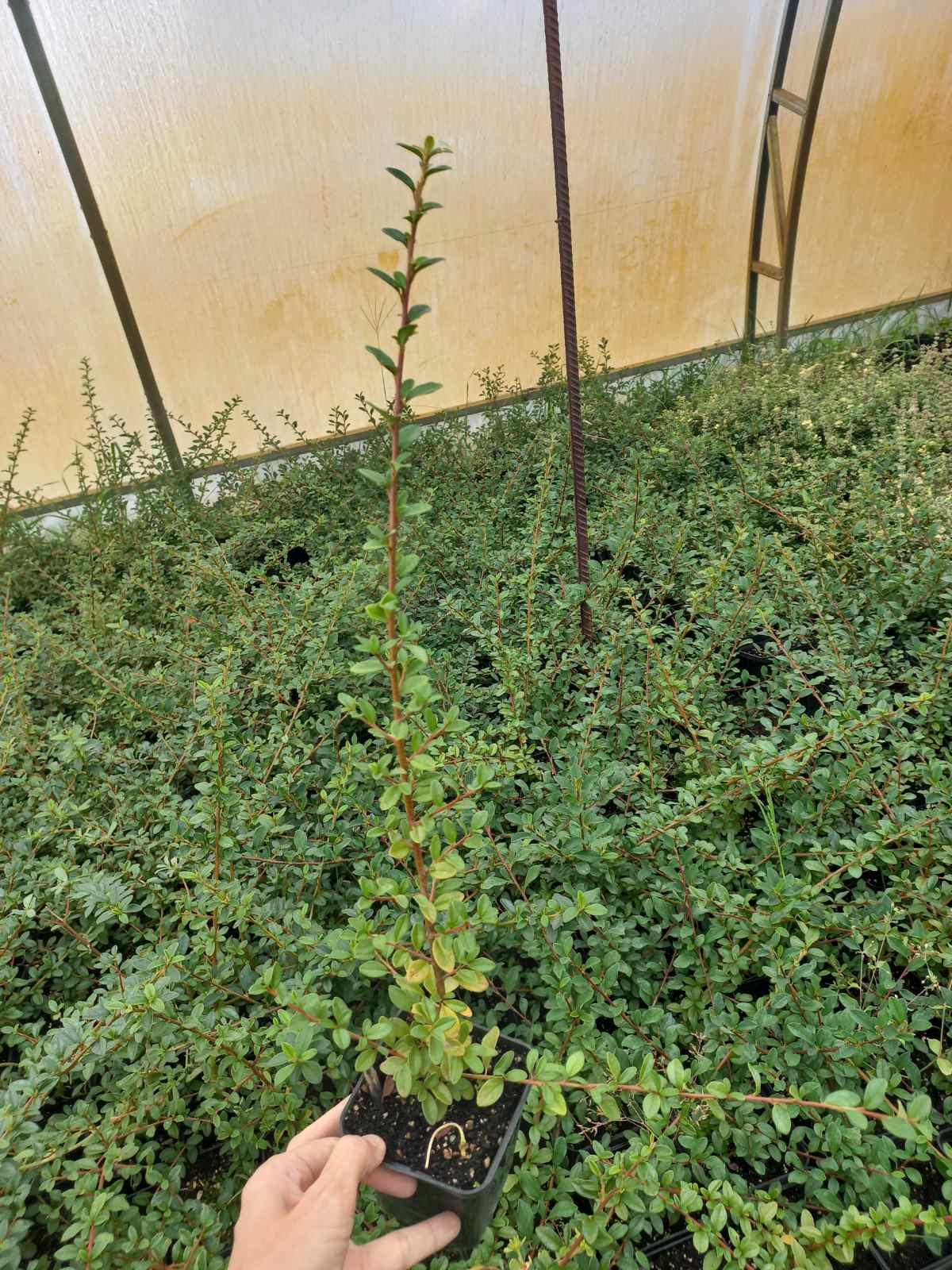 Брюнетка шлюха