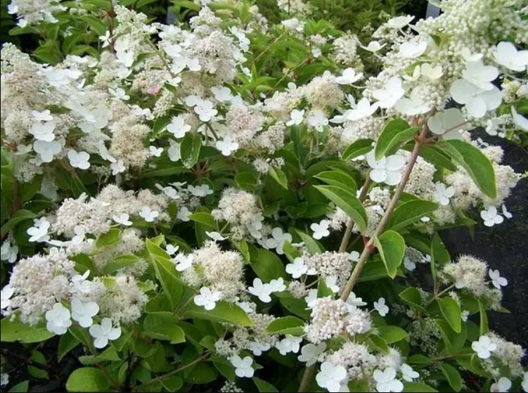 Купить Гортензию метельчатую "Prime White" (Прим Вайт) на штамбе