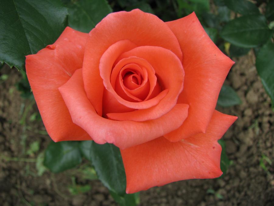 Купити саджанці троянди чайно-гібридної  "Lady Rose" (Леді Роуз) на штамбі 
