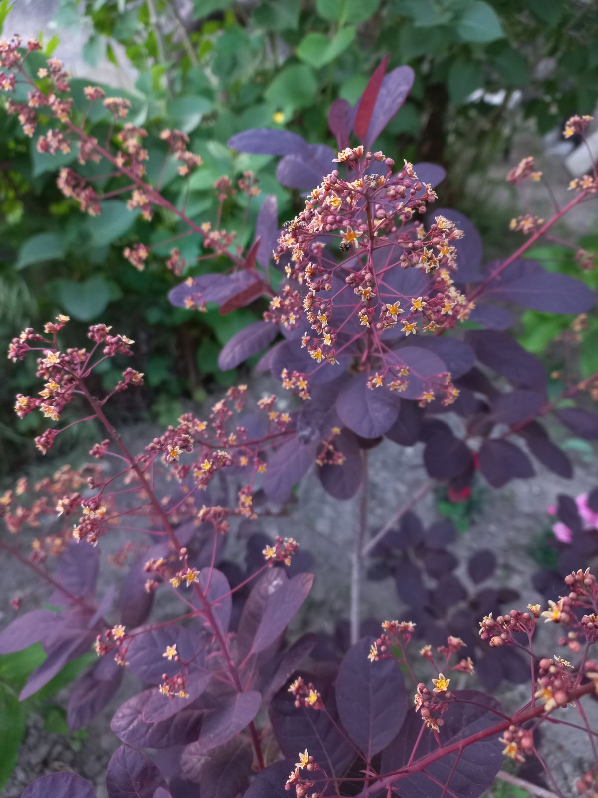 Купити саджанці скумпії "Royal Purple" (Роял Перпл)
