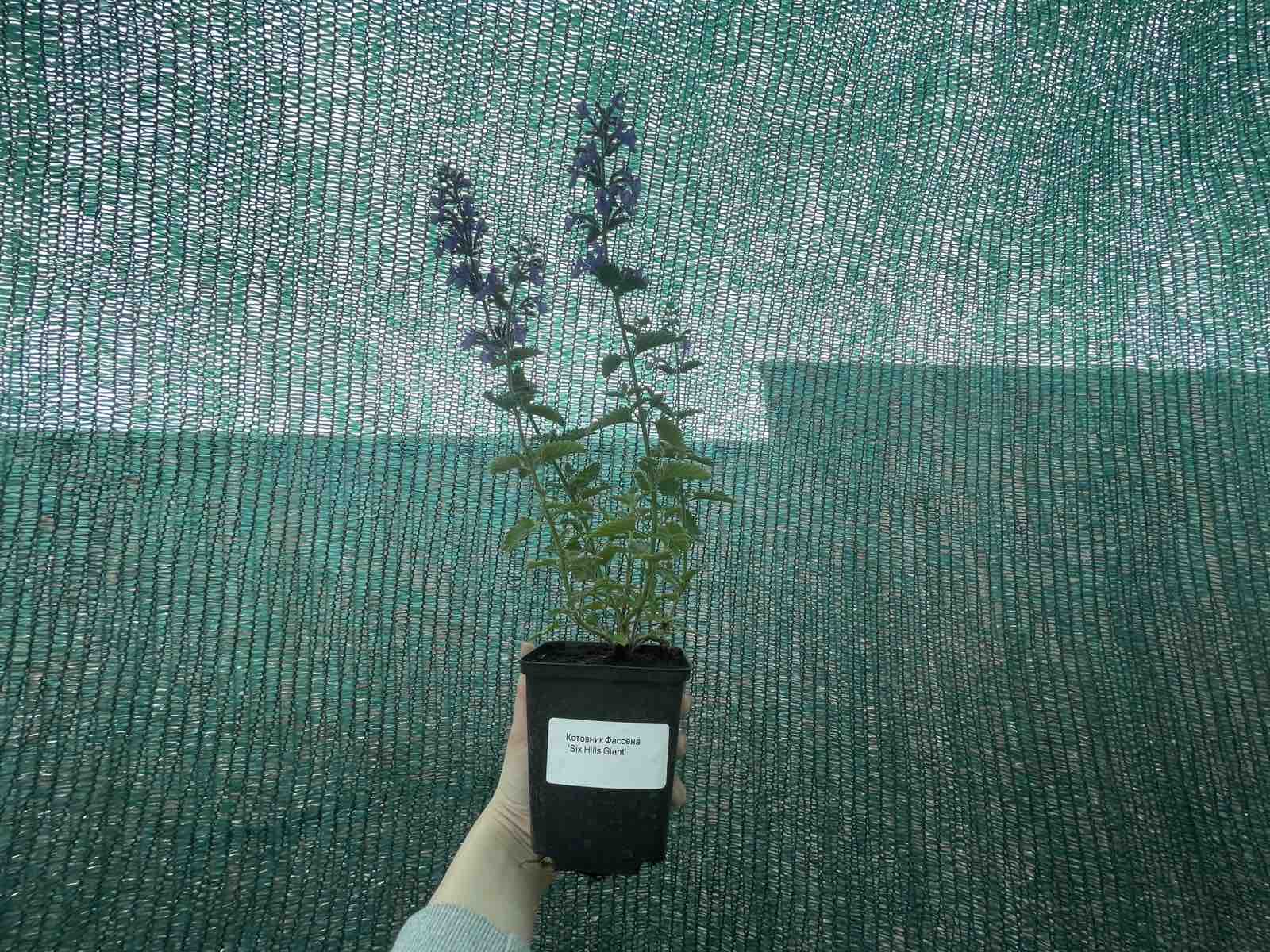 Котовник Фассена "Six Hills Giant" (Сикс Гиллз Джайент)
