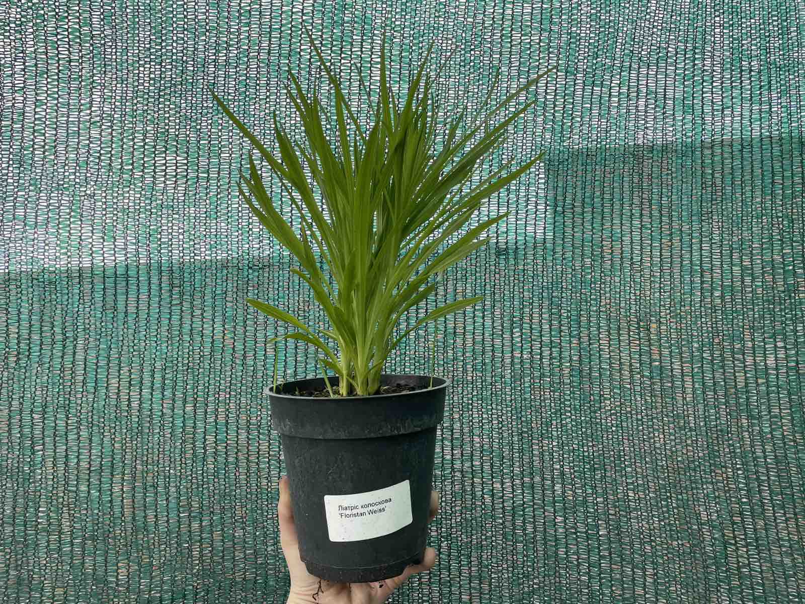 Лиатрис колосковая "Floristan Weiss" (Флористан Вайс)