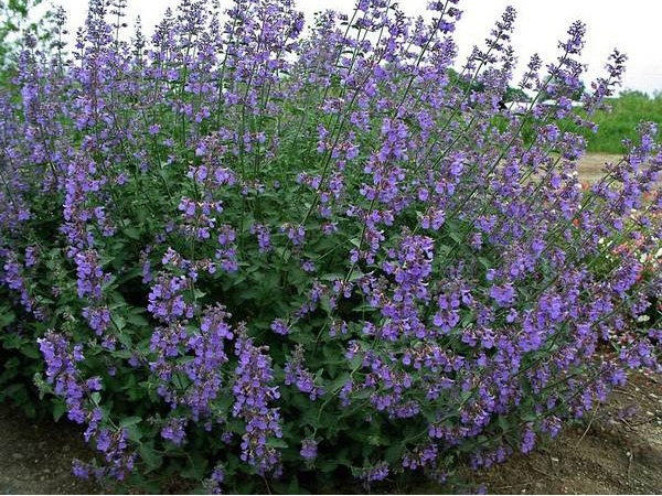 Котовник Фассена "Six Hills Giant" (Сикс Гиллз Джайент)