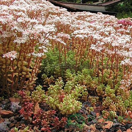 Очиток белый "Coral Carpet" (Коралл Карпет)