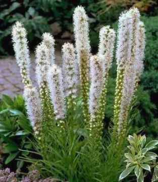 Лиатрис колосковая "Floristan Weiss" (Флористан Вайс)