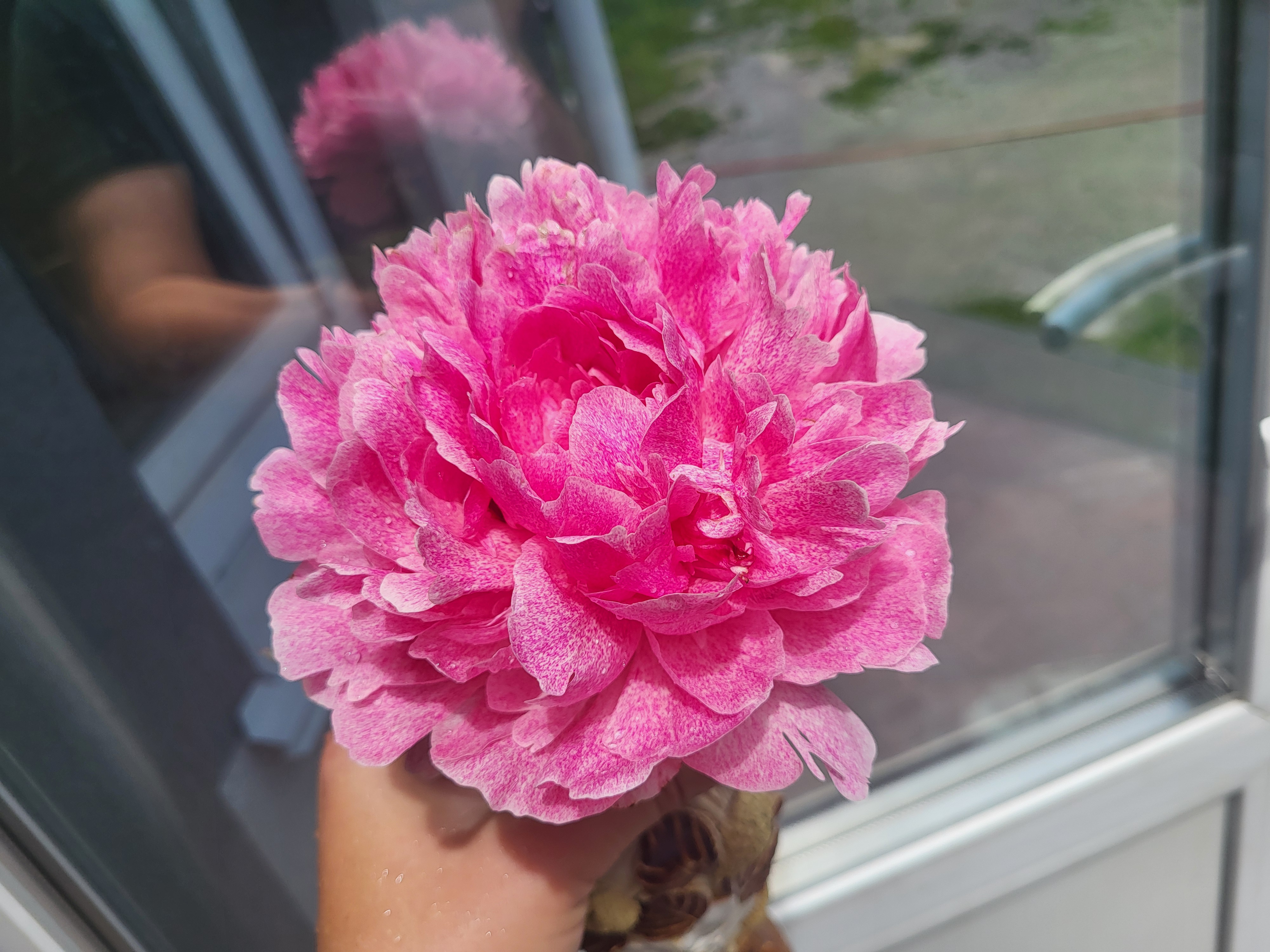Зе фан піон купить