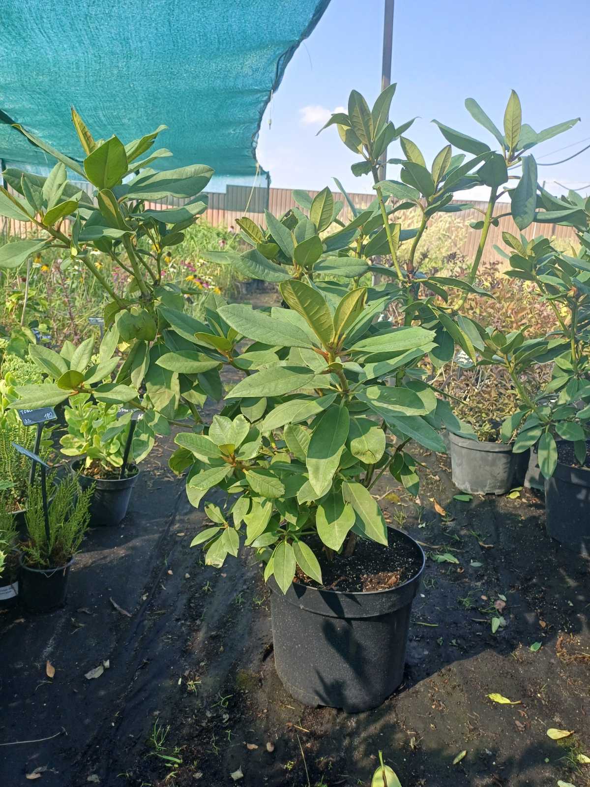 Купити саджанці рододендрону Catawbiense Grandiflorum, Катабієнце Грандіфлорум самовивозом