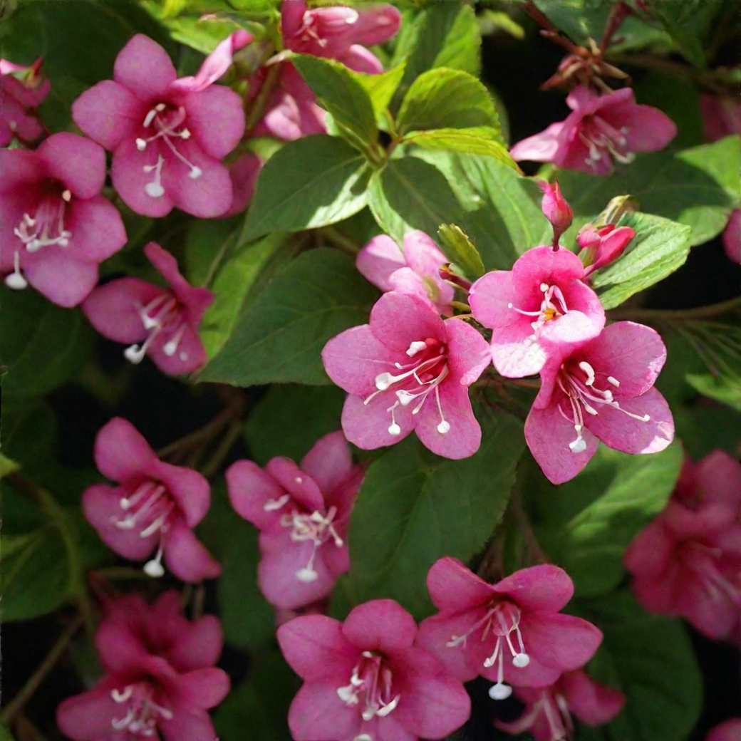 Вейгела "Foliis Purpureis" (Фолиис Пурпуреис)