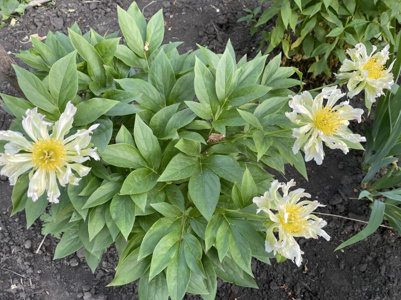 Півонія трав'яниста Green Lotus (Грін Лотус)