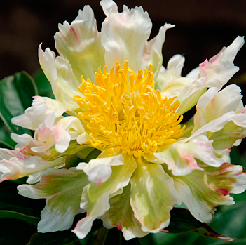 Півонія трав'яниста Green Lotus (Грін Лотус)