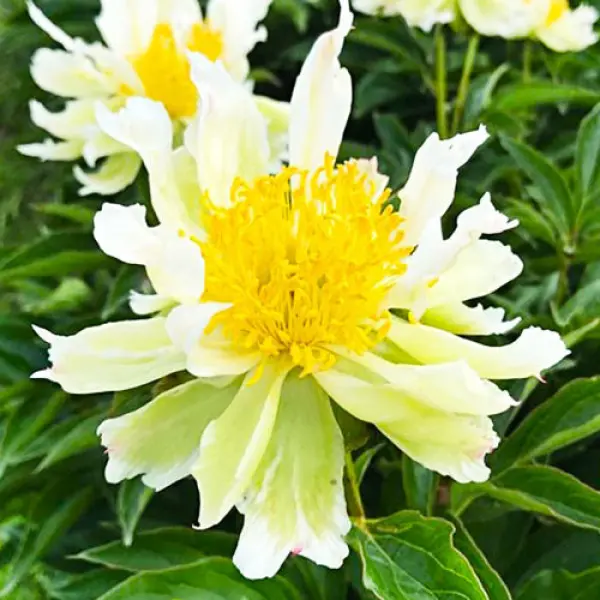 Півонія трав'яниста Green Lotus (Грін Лотус)
