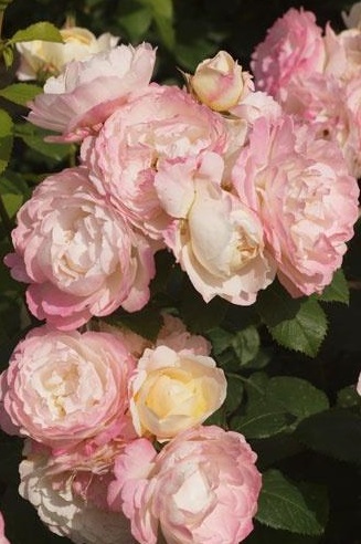 Қыздар жыныстық қатынас кезінде құсады Қысқа көйлек киген сексуалды балапандар