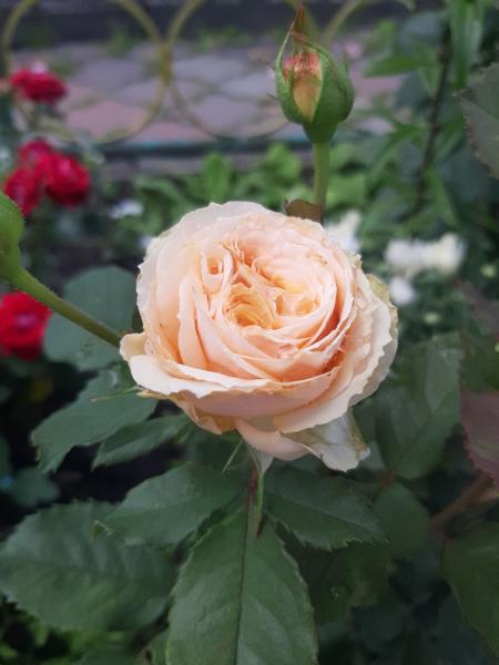 Қабырғаның артындағы онлайн порно