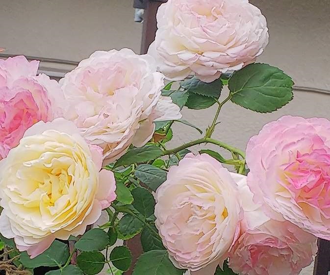 Ежелгі секс Кішкентай азиялық қыздармен порно