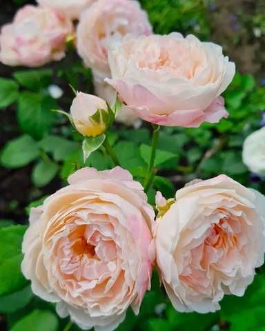 Мен кішкентай қыздың есегіне өзімді тығып қойдым DIY қынап мастурбаторы