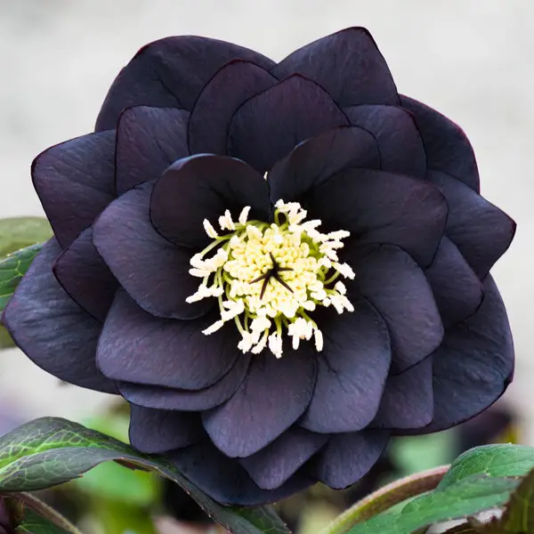 Купить морозник "Double Slaty Blue" (Дабл Слети Блу)
